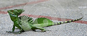 Emerald Basilisk photo