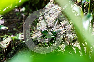 Emerald basilisk lizard in Costa Rica