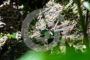 Emerald basilisk lizard in Costa Rica