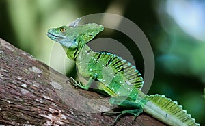 Emerald basilisk on a tree in Costa Rica