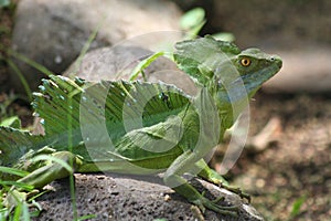 Emerald Basilisks Iguana