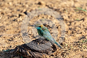 Emerald bird sitting on a dunghill on the ground