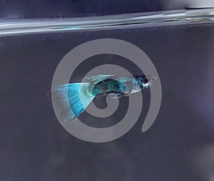 Emerald blue guppy fish