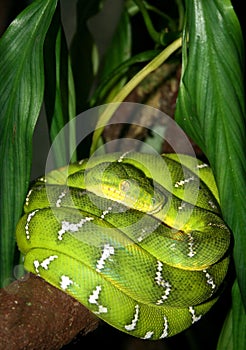 Emerald Boa