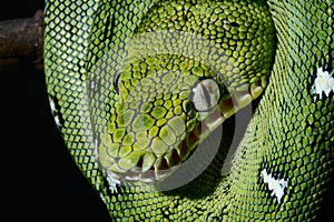 Emerald boa green constrictor snake wild animal