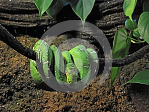 Emerald boa snake