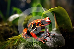 Emerald Canopy - The Vibrant Biodiversity of Rainforests