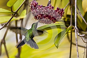 Emerald-chinned Hummingbirds ,Abeillia abeille