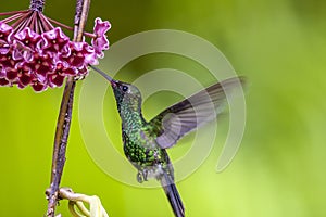 Emerald-chinned Hummingbirds ,Abeillia abeille