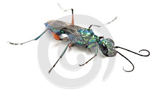 Emerald cockroach wasp isolated on white
