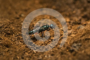 Emerald cockroach wasp Ampulex compressa. photo