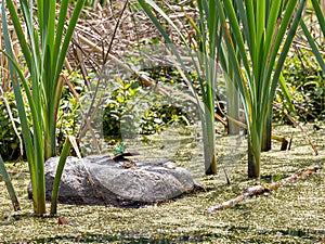 An emerald-colored frog sits on a leaf on a stone among the reeds in a pond.