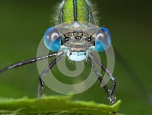 Emerald Damselfly