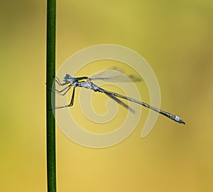 Emerald Damselfly Gripping Green Reed