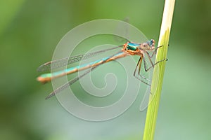 Emerald Damselfly (Lestes sponsa )