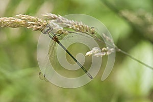 Emerald Damselfly (Lestes sponsa )