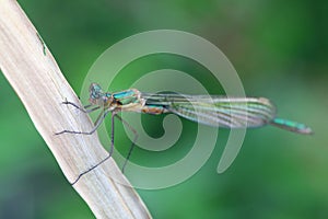 Emerald damselfly, Lestes sponsa