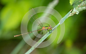Emerald damselfly - Lestes sponsa. Closeup vertical shot.