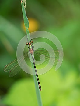 Emerald damselfly - Lestes sponsa. Closeup vertical shot.