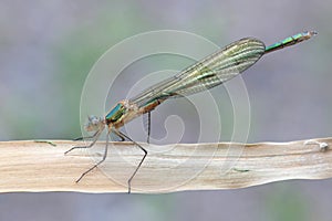 Emerald damselfly, Lestes sponsa