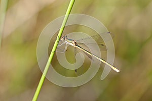 Emerald Damselfly