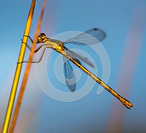 Emerald Damselfly at Sunset