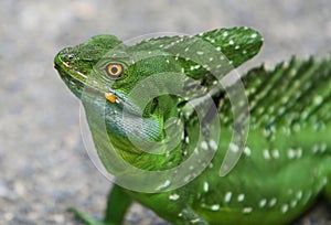 Emerald double-crested basilisk