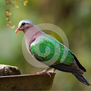 Smaragd holubice nebo smaragd holub posazený na voda 