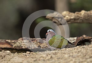 Emerald Dove at Sattal lake,Uttarakhand,India