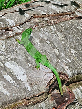 An emerald gecko crawling on the tree's bark