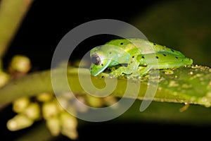 Emerald glassfrog Espadarana jungle rainforest