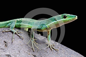 Emerald grass lizard / Takydromus smaragdinus