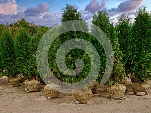 Emerald Green Arborvitae trees in a Nursery photo