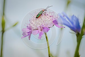 Emerald green beetle, spanish fly, Lytta vesicatoria, feeding from a wild magenta flower making natural complementary colors photo