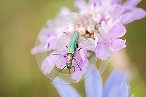 Emerald green beetle, spanish fly, Lytta vesicatoria, feeding from a wild magenta flower making natural complementary colors photo