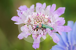 Emerald green beetle, spanish fly, Lytta vesicatoria, feeding from a wild magenta flower making natural complementary colors