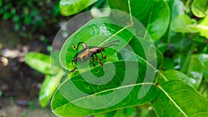 Emerald green beetle, weevil