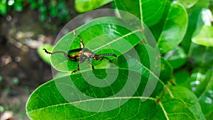 Emerald green beetle, weevil