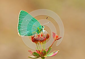 Emerald green butterfly on red flower , Callophrys paulae , butterflies of Iran