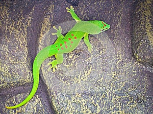 the emerald green geko is and beautiful tepid predator. It hunts insects