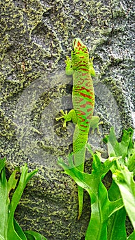 the emerald green geko is and beautiful tepid predator. It hunts insects