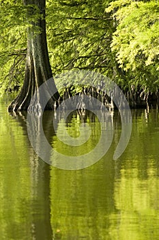 Emerald Green Reflections