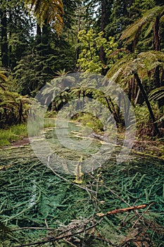 Emerald green thermal pond in Redwoods Whakarewarewa Forest, a forest of naturalised coastal redwood on the outskirts of Rotorua, photo