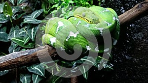 Emerald Green Tree Boa