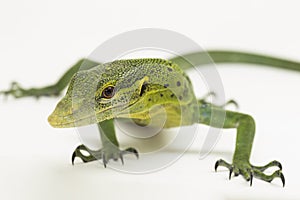 The emerald green tree monitor lizard (Varanus prasinus) on white background