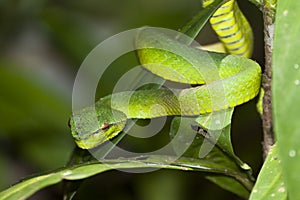 Emerald Green Viper Snake