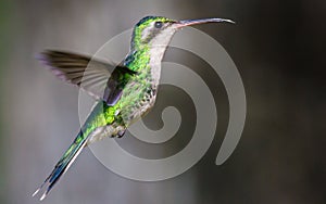 Emerald hummingbird photo