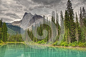 Emerald Lake Spruces, Yoho National Park, British Columbia, Canada