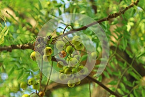 Emerald *Melia azedarach* Drupes â Silent Toxins in Sunlight