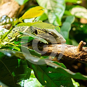 The emerald monitor lizard or green monitor lizard is a small to medium sized arboreal lizard.